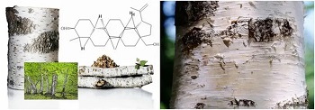 Betulinic acid: one of the components of Chaga